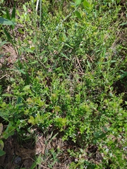 Vaccinium myrsinites image