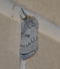 Syssphinx heiligbrodti