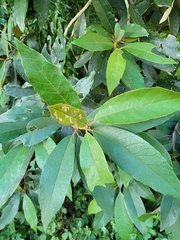 Piptocarpha axillaris