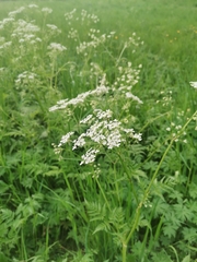 Anthriscus sylvestris