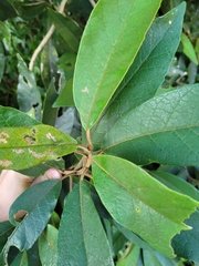 Piptocarpha axillaris