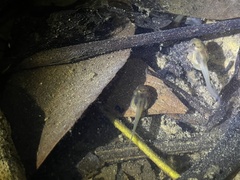 Leptobrachium hendricksoni