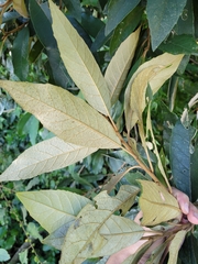 Piptocarpha axillaris