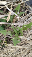 Sonchus palustris
