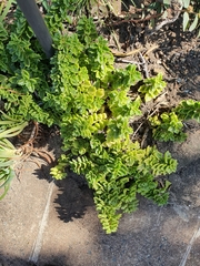 Coleus subspicatus