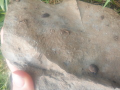 Triodopsis tridentata