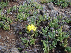 Chasmatophyllum