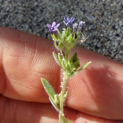 Allophyllum divaricatum