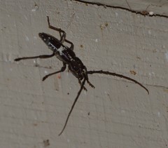 Elaphidion mimeticum