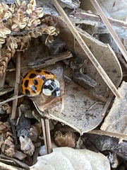 Harmonia axyridis