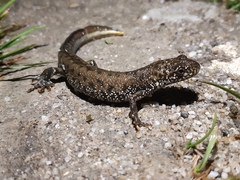 Triturus cristatus