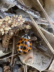 Harmonia axyridis