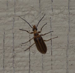 Pseudozonitis labialis