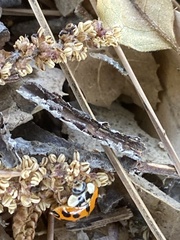 Harmonia axyridis
