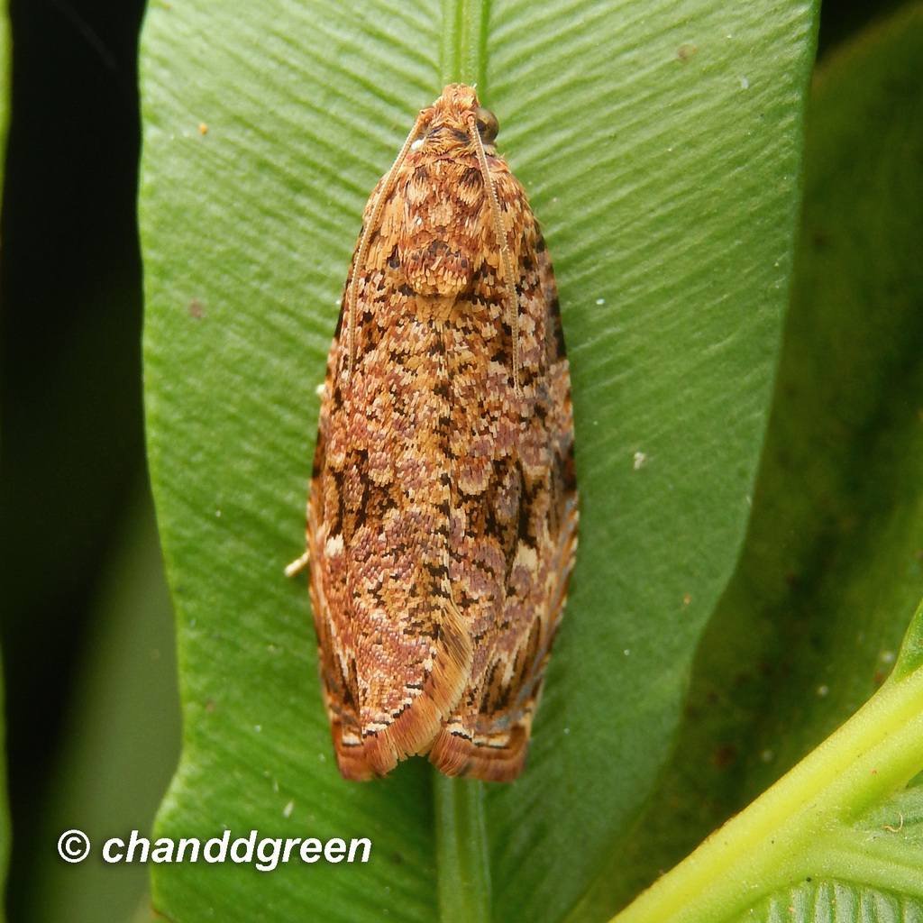 Phaecasiophora walsinghami