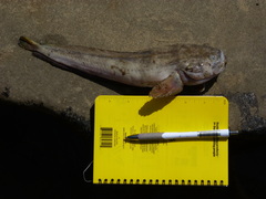 Porichthys