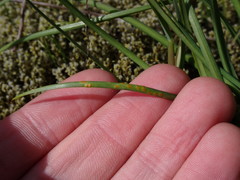 Puccinia granulispora