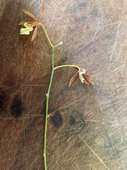 Prosthechea punctulata