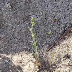 Allophyllum divaricatum