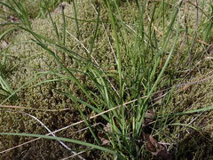Puccinia granulispora