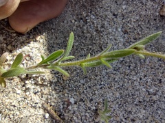 Allophyllum divaricatum