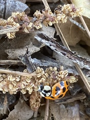 Harmonia axyridis