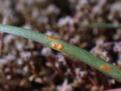 Puccinia granulispora