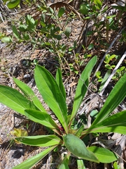 Carphephorus odoratissimus