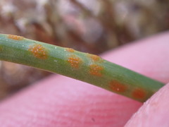 Puccinia granulispora
