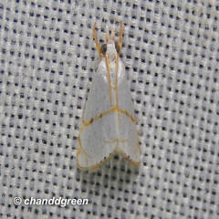 Pseudargyria interruptella