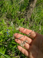 Bupleurum rotundifolium