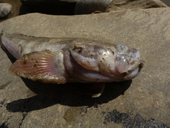 Porichthys