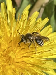 Simandrena