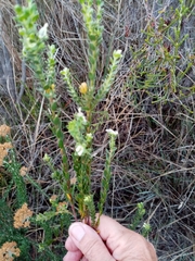 Gnidia sericea
