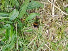 Bombus terrestris