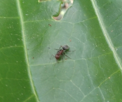 Camponotus planatus