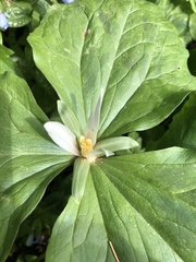 Trillium albidum