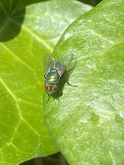 Lucilia