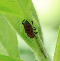 Rhodobaenus tredecimpunctatus