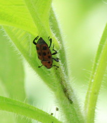 Rhodobaenus tredecimpunctatus