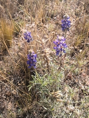 Lupinus altimontanus