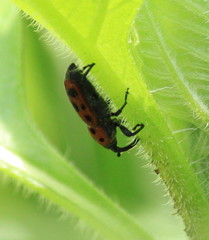 Rhodobaenus tredecimpunctatus