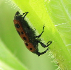 Rhodobaenus tredecimpunctatus