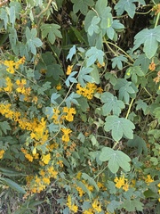 Tropaeolum seemannii