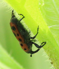 Rhodobaenus tredecimpunctatus