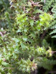 Cullumia setosa