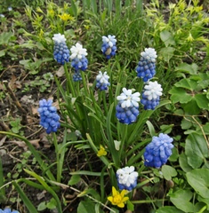 Muscari aucheri