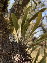 Stelis retusa