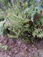 Cullumia setosa