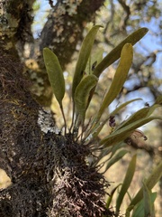Stelis retusa